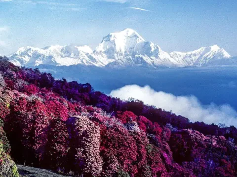 Colorful rhododendron forest near Ghorepani with Mount Dhaulagiri in the background, Nepal.