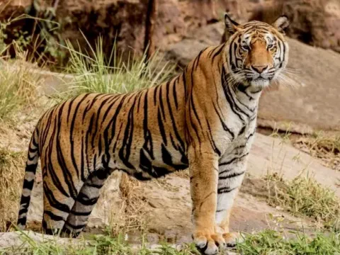 Bengal tiger in Chitwan National Park, Nepal.