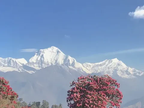 Rhododendron flowers with Dhaulagiri mountain range from Poon Hill.