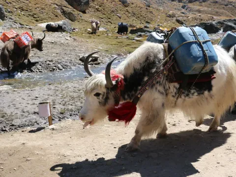 Yaks carrying trekking supplies on the Everest Base Camp trail in Nepal.