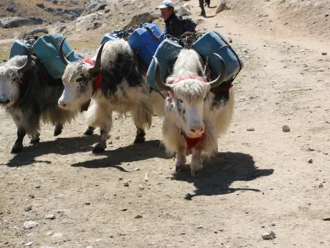 Yaks near Everest Base Camp in the Khumbu Himalayas, Nepal.