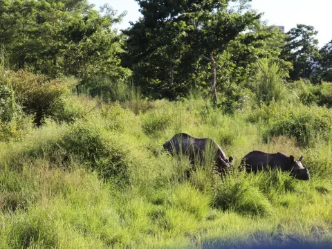 One-horned rhinoceros walking through the lush jungle of Chitwan National Park, Nepal.