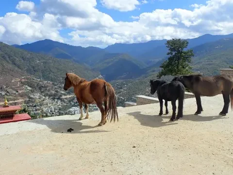 Horses waiting for guests in Bhutan for a scenic mountain journey.