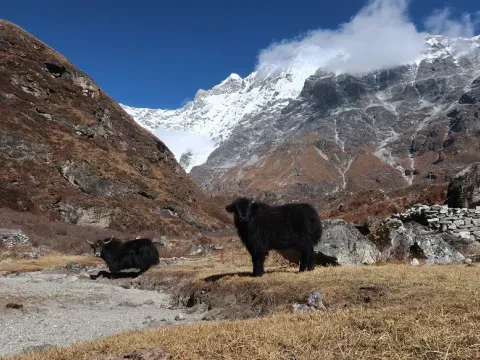 Yaks grazing in Langtang Valley alpine landscape.