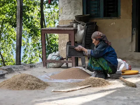 Village woman traditionally winnowing grain in the Annapurna region.