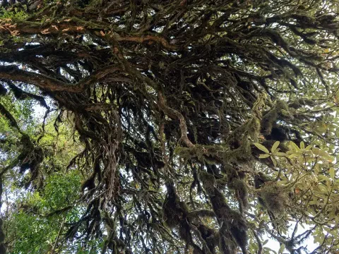 Lush forest trees along the Poon Hill trekking trail.