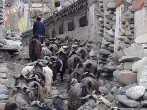 Goats walking from a traditional Upper Mustang village toward mountain grazing pastures in Nepal.