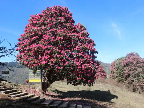 Blooming rhododendron tree along the Poon Hill trekking trail.