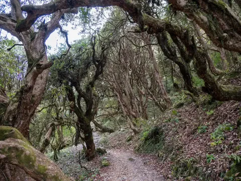 Wooden forest trail through the Annapurna trekking region.
