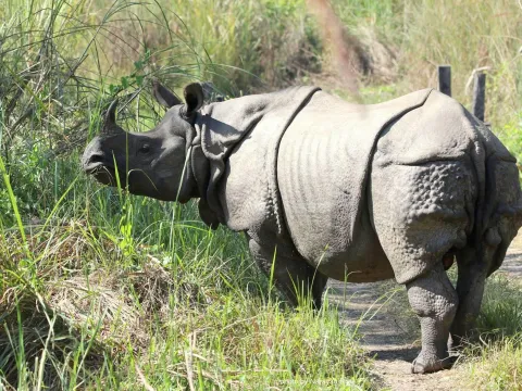 One-horned rhinoceros in Chitwan National Park.