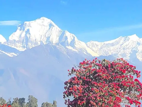 Rhododendron forest with Dhaulagiri and Himalayan mountain views.