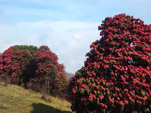 Blooming rhododendron trees on the Poon Hill trekking route.