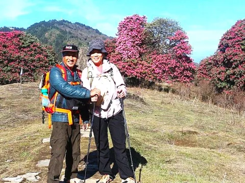 Trekkers walking through a blooming rhododendron forest.