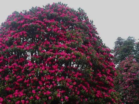 Rhododendron forest along the Langtang Valley Trek .