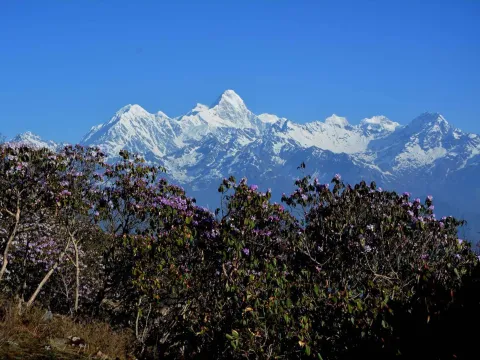Colourful rhododendron flowers in the Ganesh Himal region.