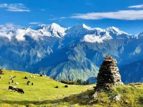 Yaks grazing on green pasture during Ganesh Himal Trek.