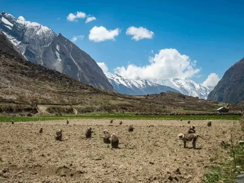 Farmland and a monkey in the Himalayan landscape of Nepal.
