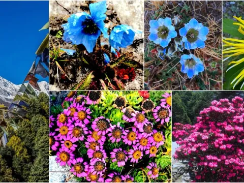 Himalayan flora growing along the Manaslu Circuit Trek in Nepal.