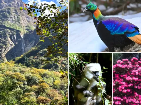Flora and fauna along the Annapurna Base Camp Trek.