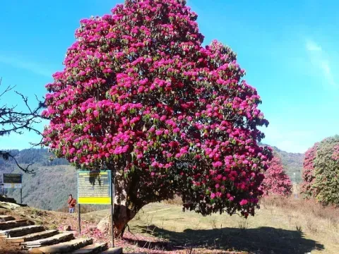 Rhododendron flowers blooming along the Muldai Hill Trek trail.
