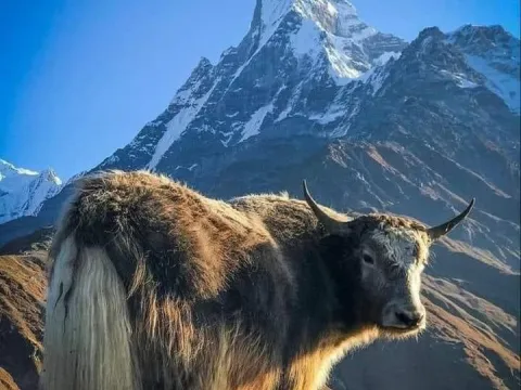 Fishtail Mountain with a yak along the Mardi Himal Trek.