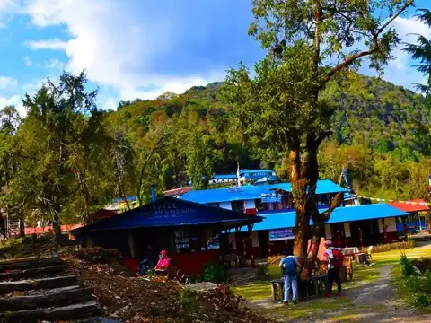 Forest Camp on the Mardi Himal Trek through lush Himalayan forest.