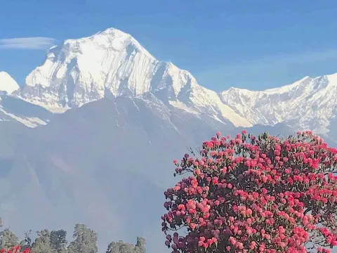 Rhododendron flowers blooming near Ghorepani with Mount Dhaulagiri in the background, Nepal.