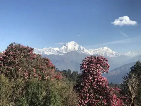 Colorful rhododendron flowers with Mount Dhaulagiri in the background along the Ghorepani Poon Hill Trek in Nepal.