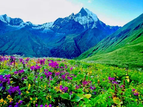 Colorful alpine flowers blooming at Annapurna Base Camp with Mount Fishtail in summer, Nepal.