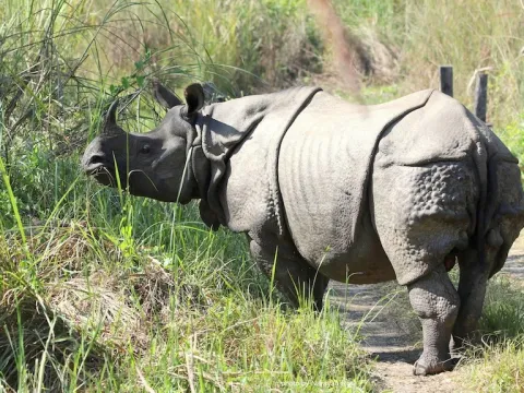 Greater one-horned rhinoceros in Chitwan National Park, Nepal.