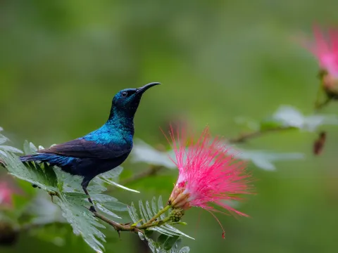 Colorful birds in the natural landscape of Nepal.