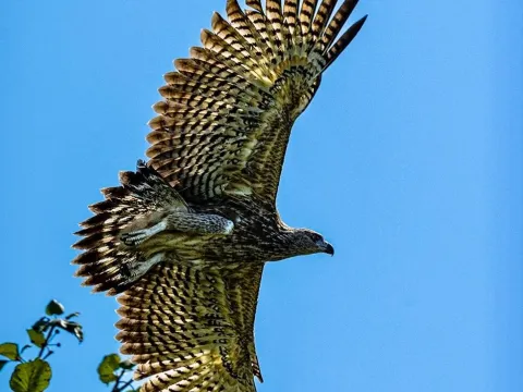 Eagle perched in Chitwan National Park during a jungle safari in Nepal.