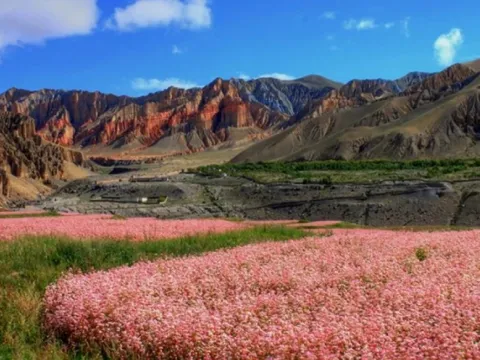 colourful buckwheat fields blooming in Upper Mustang, Nepal, surrounded by traditional villages and dramatic Himalayan mountains.