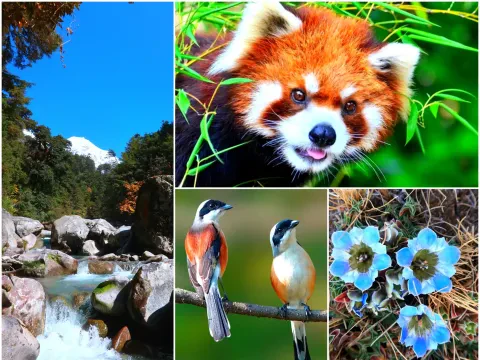 Flora and Fauna on Langtang Valley Trek