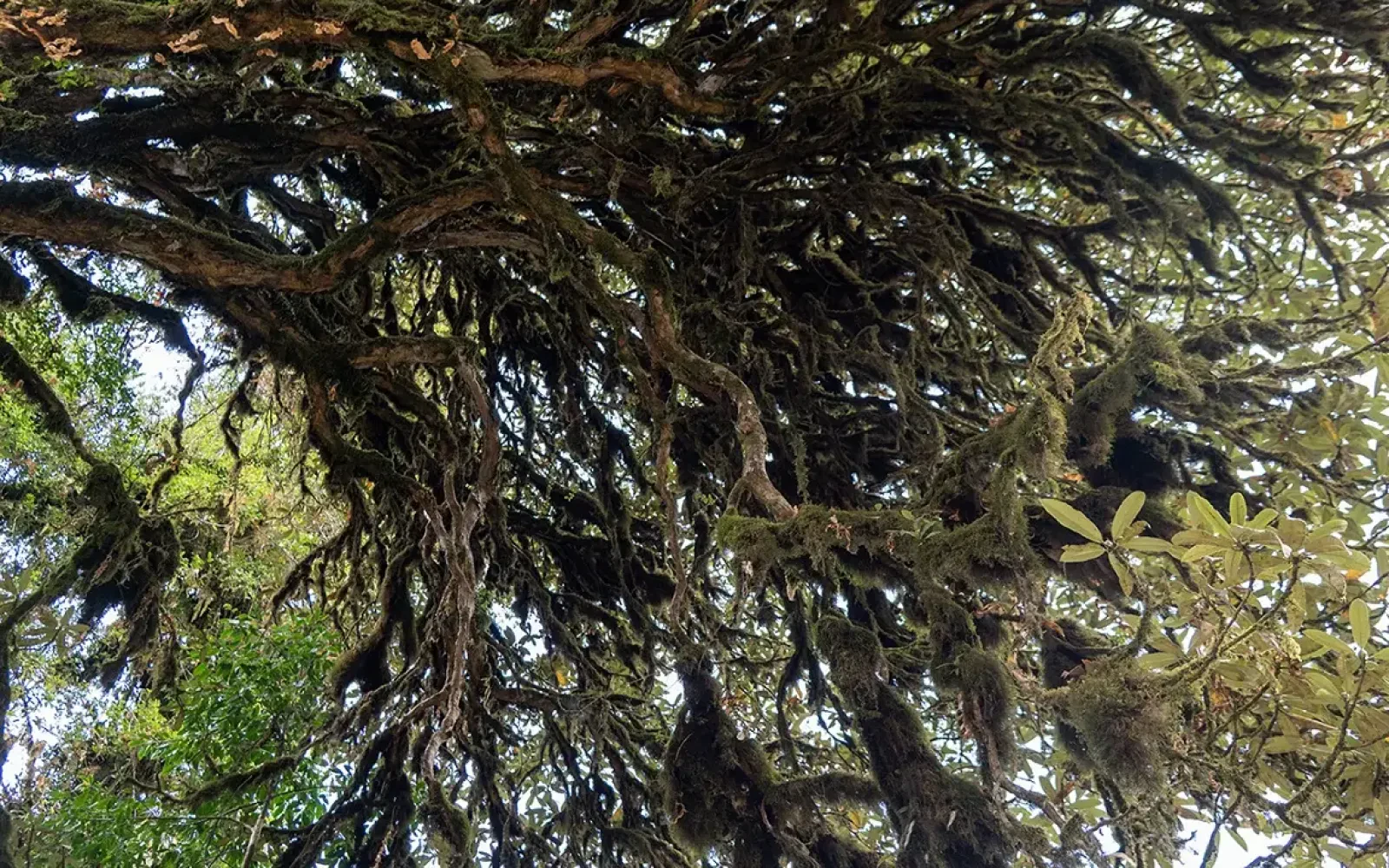 Flora and Fauna on Ghorepani Poon Hill Trek