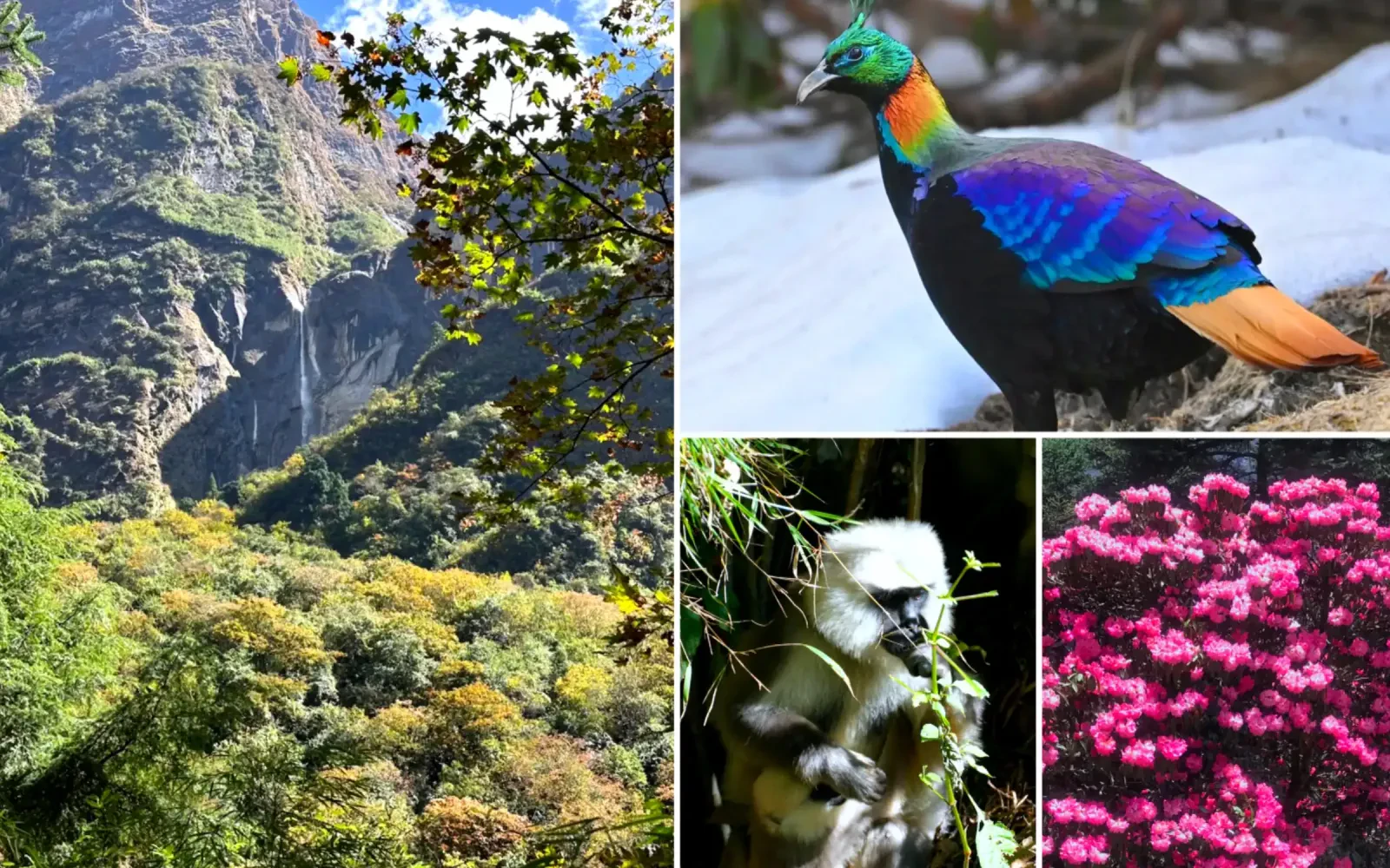Flora and Fauna on Annapurna Base Camp Trek