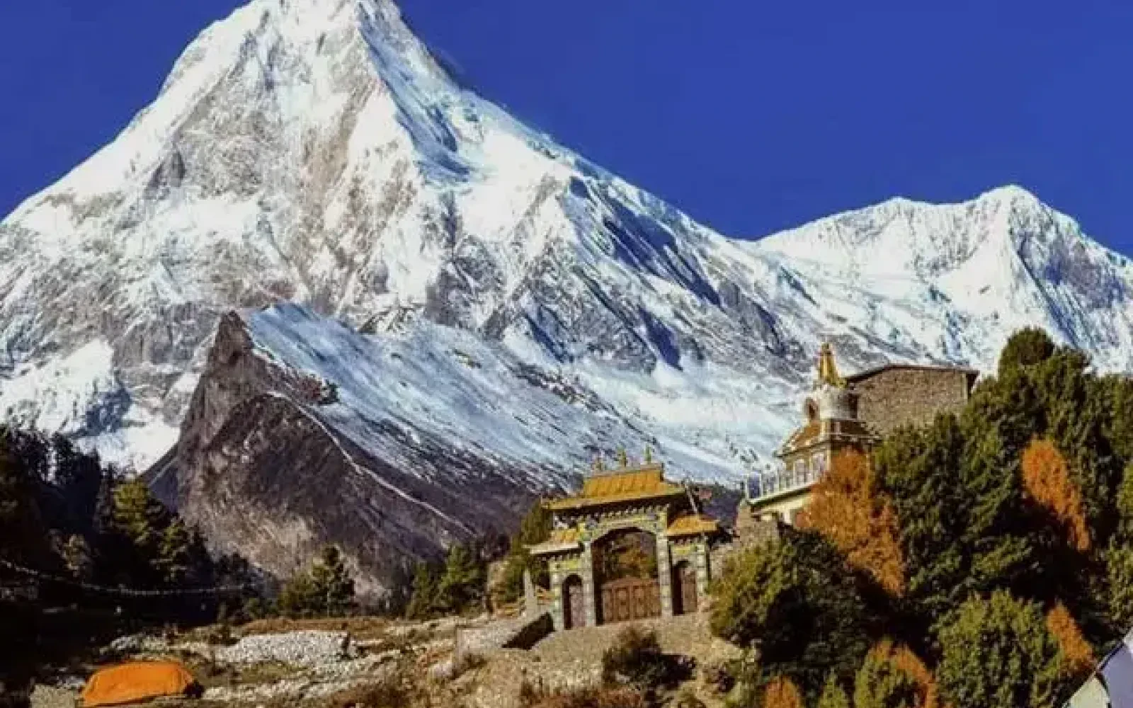 Flora and Fauna on Manaslu Circuit Trek