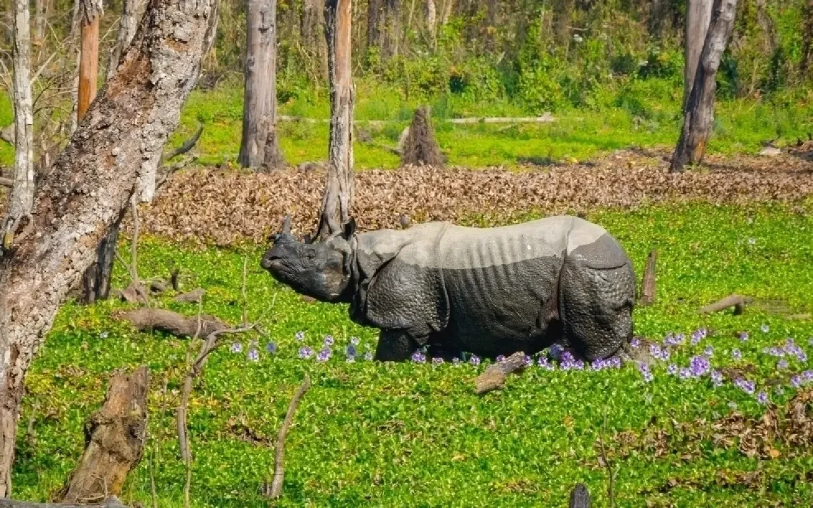 Chitwan National Park and Activity to Do