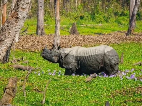 Chitwan National Park and Activity to Do