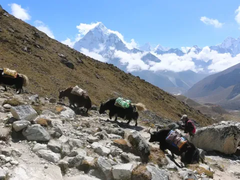 Yak and Mule Caravans on Everest Base Camp Trail
