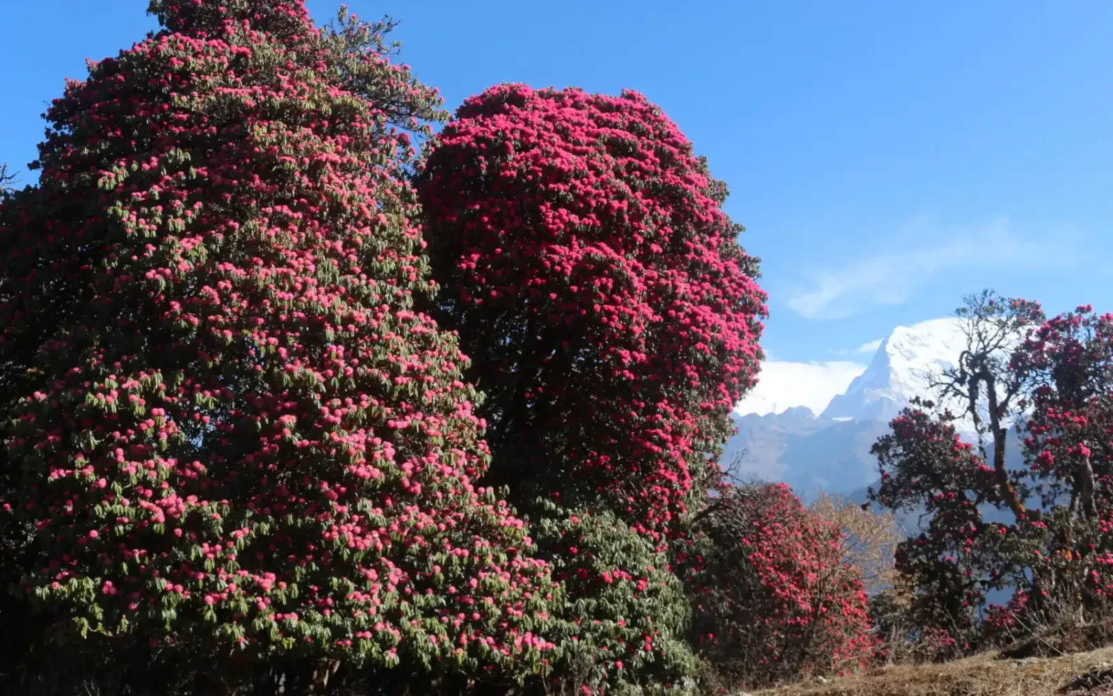 Poon Hill Trek in April Vs. in May