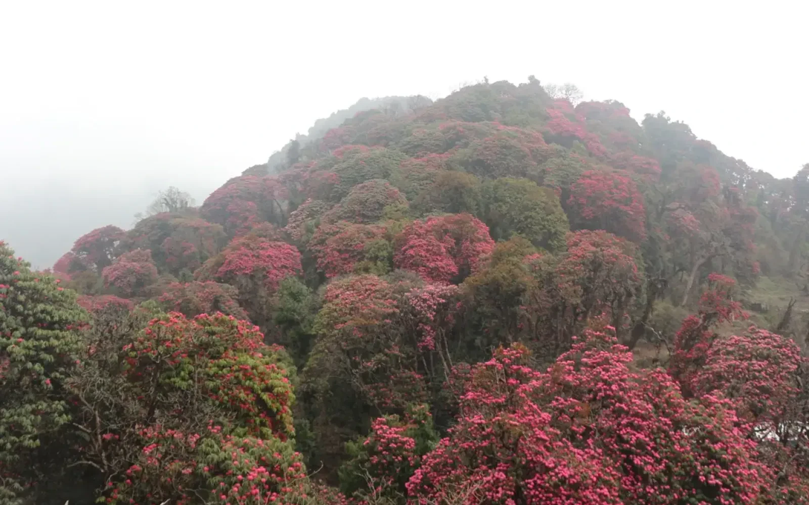 Mardi Himal Trek Cost from Kathmandu
