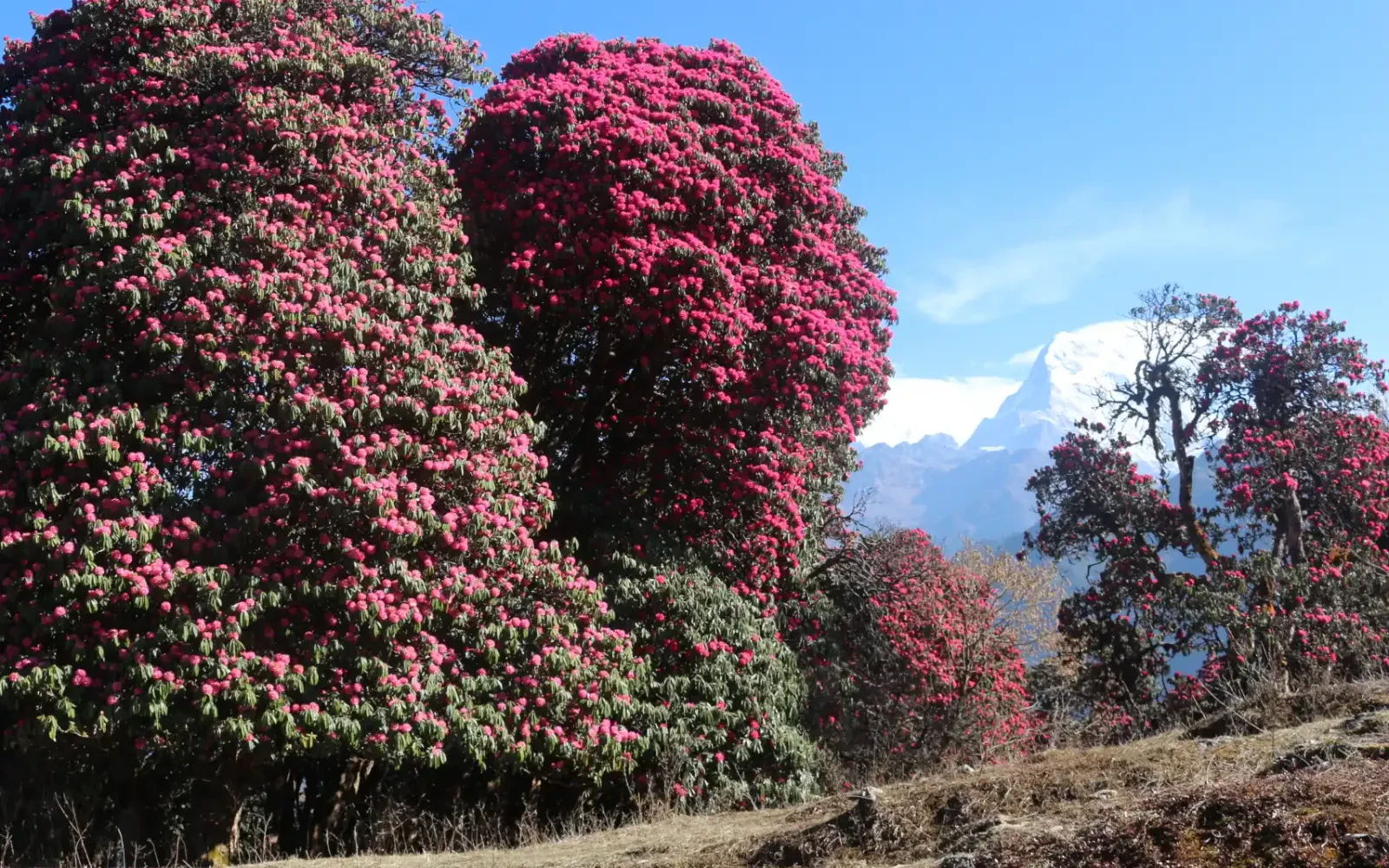 Mardi Himal Trek in Spring Vs in Autumn