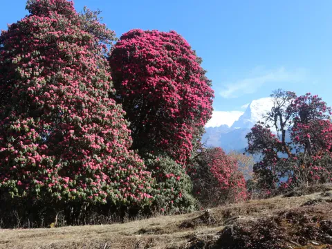 Mardi Himal Trek in Spring Vs in Autumn