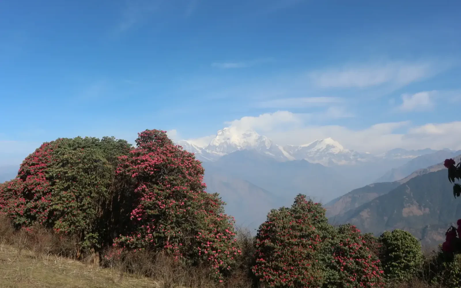 Poon Hill Trekking Trail Details