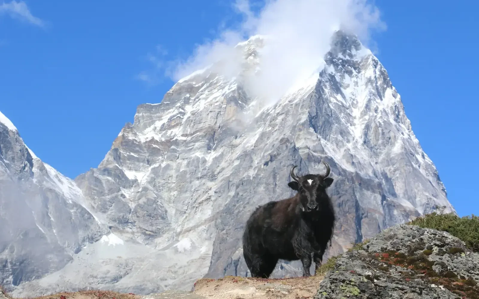 Can I see Yak during trekking in Nepal?