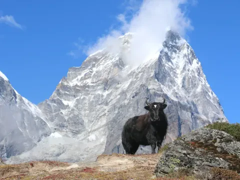 Can I see Yak during trekking in Nepal?