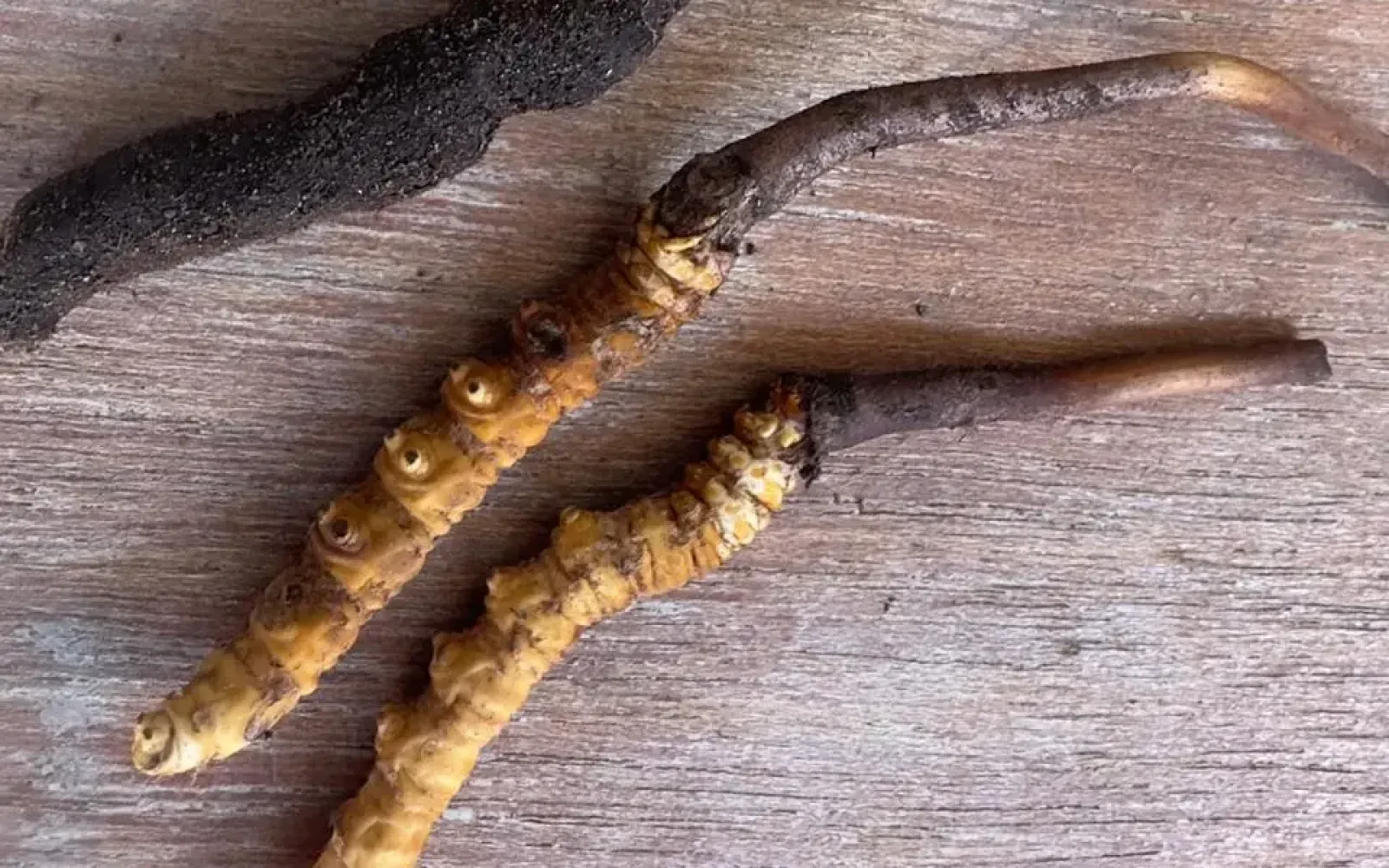 Yarsagumba: The Traditional Himalayan Medicine