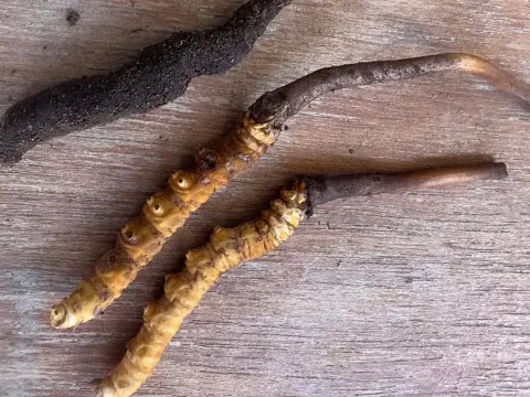 Yarsagumba: The Traditional Himalayan Medicine