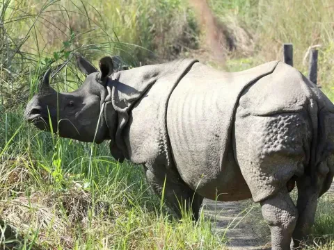 One-horned rhinoceros in Chitwan National Park, Nepal.